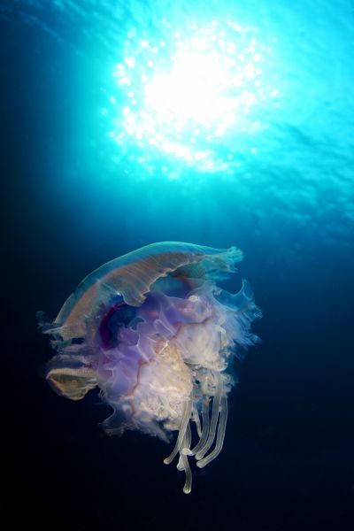 A 3 3295 meduza