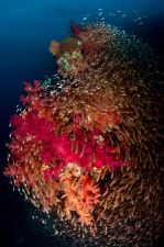 Harmóniában
Vörös- tenger, aki egyszer láthatott ilyent élőben, soha nem vesz akváriumot otthonra.