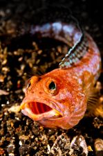 Méregzsák
Lembeh, a hal mérete (10 cm) fordított arányban van az agresszivitásával...