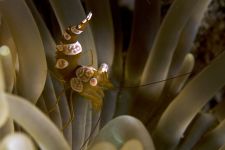 Púposhátúrák                                                                             
Korallok és tengerirózsák asztaltársaságához tartozik az amboni púposhátúrák. Gyakran párosával, vagy féltucatnyian találhatók egy helyen. (Maluku-tenger)