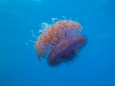 Medúza
Medúza - Egyiptom, Vörös-tenger