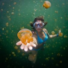 Arany medúzák
