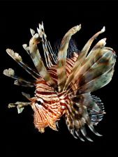 B 3 3295 ejszakai vadasz
Éjszakai vadász, a búvárok lámpafényénél megzavarodott kis halakkal táplálkozik.
Egyiptom, Vörös-tenger  